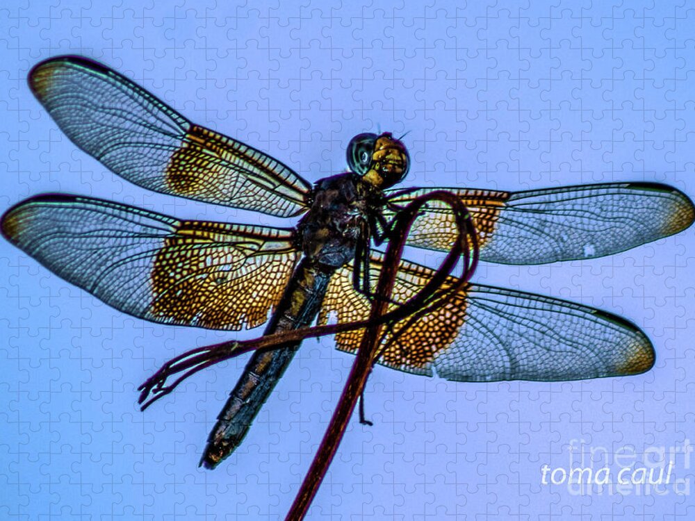 Dragonfly Jigsaw Puzzle featuring the photograph Blue Dragonfly #1 by Toma Caul