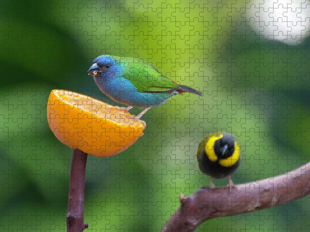 Blue-faced Parrotfinch Jigsaw Puzzle featuring the photograph Blue-faced Parrotfinch #1 by John Poon
