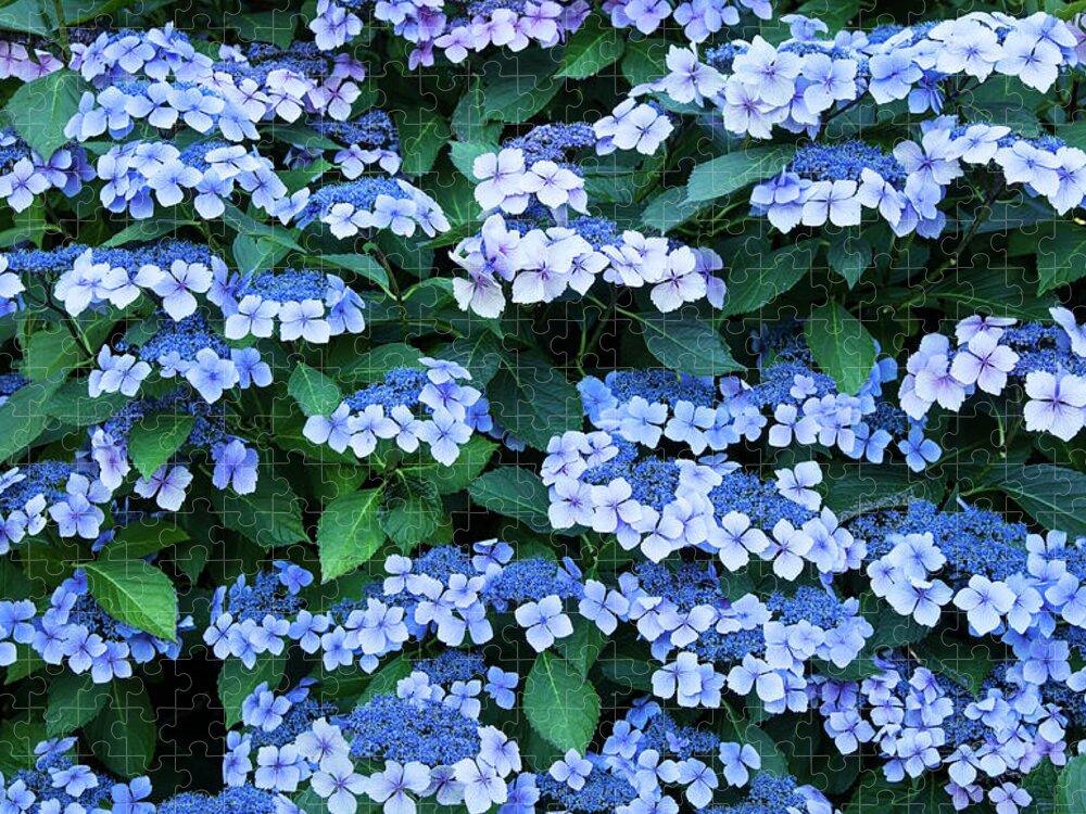 Theresa Tahara Jigsaw Puzzle featuring the photograph Miksang 12 Blue Hydrangea by Theresa Tahara