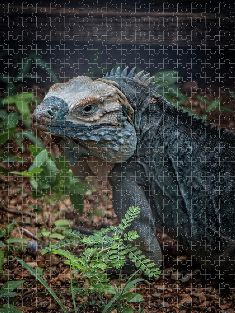 Grand Cayman Jigsaw Puzzle featuring the photograph Blue Iguana #1 by Teresa Wilson