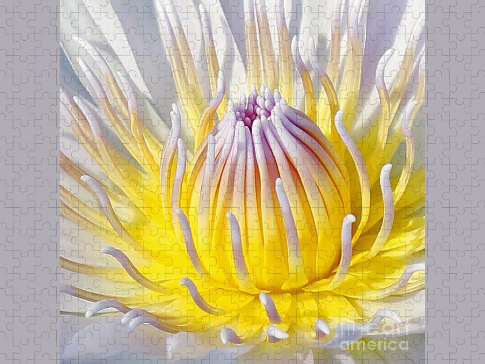  Blue Lotuses Jigsaw Puzzle featuring the photograph Blue Water Lily by Jennifer Robin