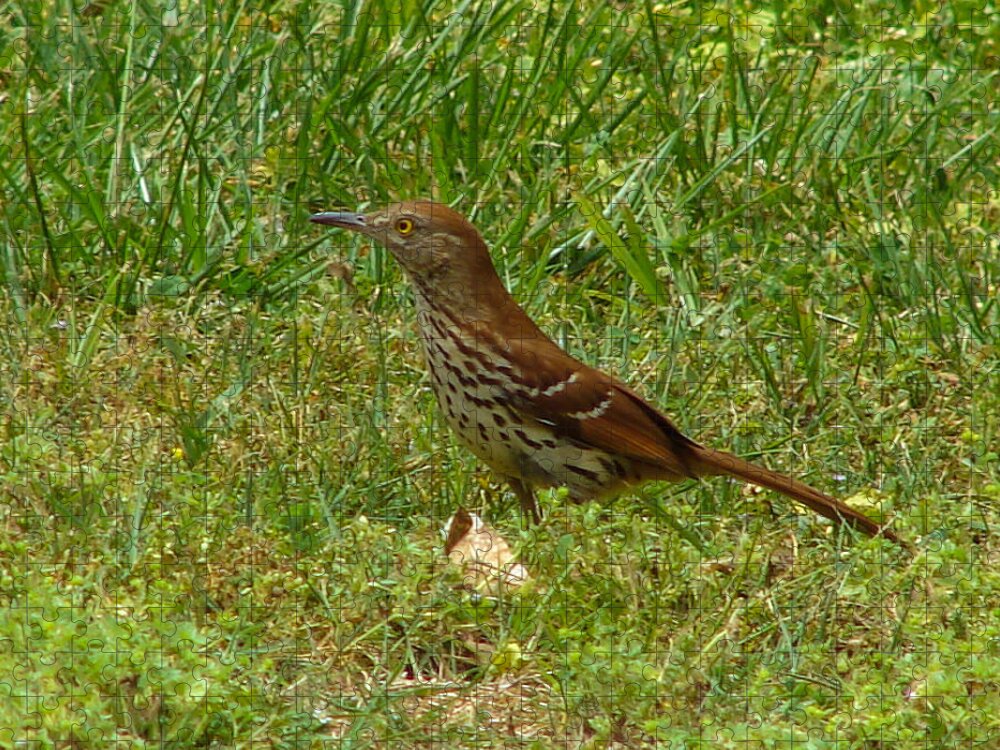 Bird Jigsaw Puzzle featuring the photograph Brown Thrasher #1 by Carl Moore
