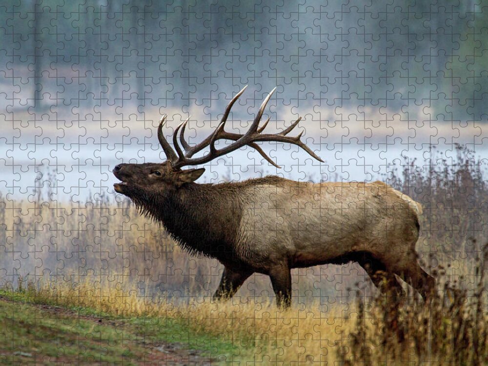 Elk Jigsaw Puzzle featuring the photograph Bull Elk by Wesley Aston