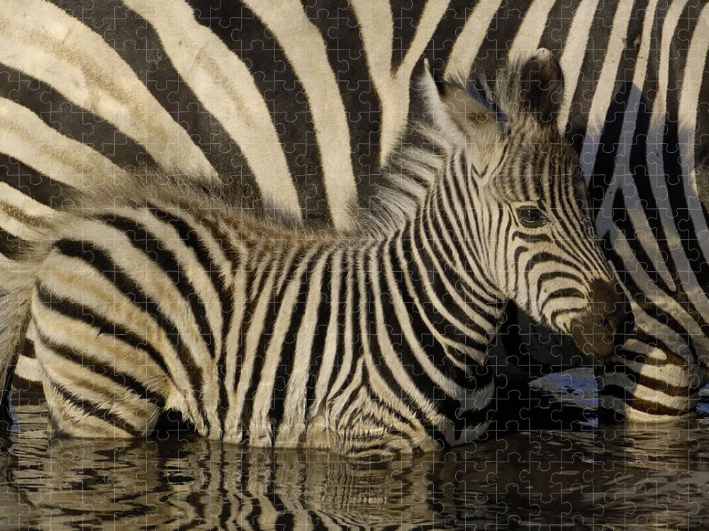 Mp Jigsaw Puzzle featuring the photograph Burchells Zebra Equus Burchellii Foal #1 by Pete Oxford