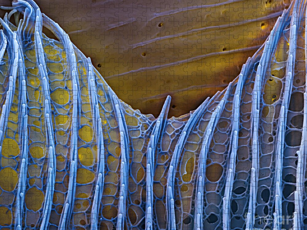 Science Jigsaw Puzzle featuring the photograph Butterfly Wing Scale Sem by Eye of Science