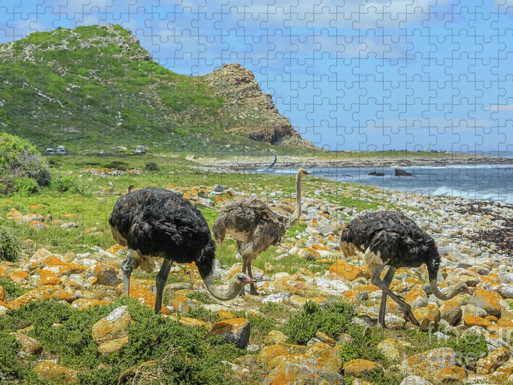 Three Ostriches Jigsaw Puzzle featuring the photograph Cape of Good Hope South Africa #1 by Benny Marty