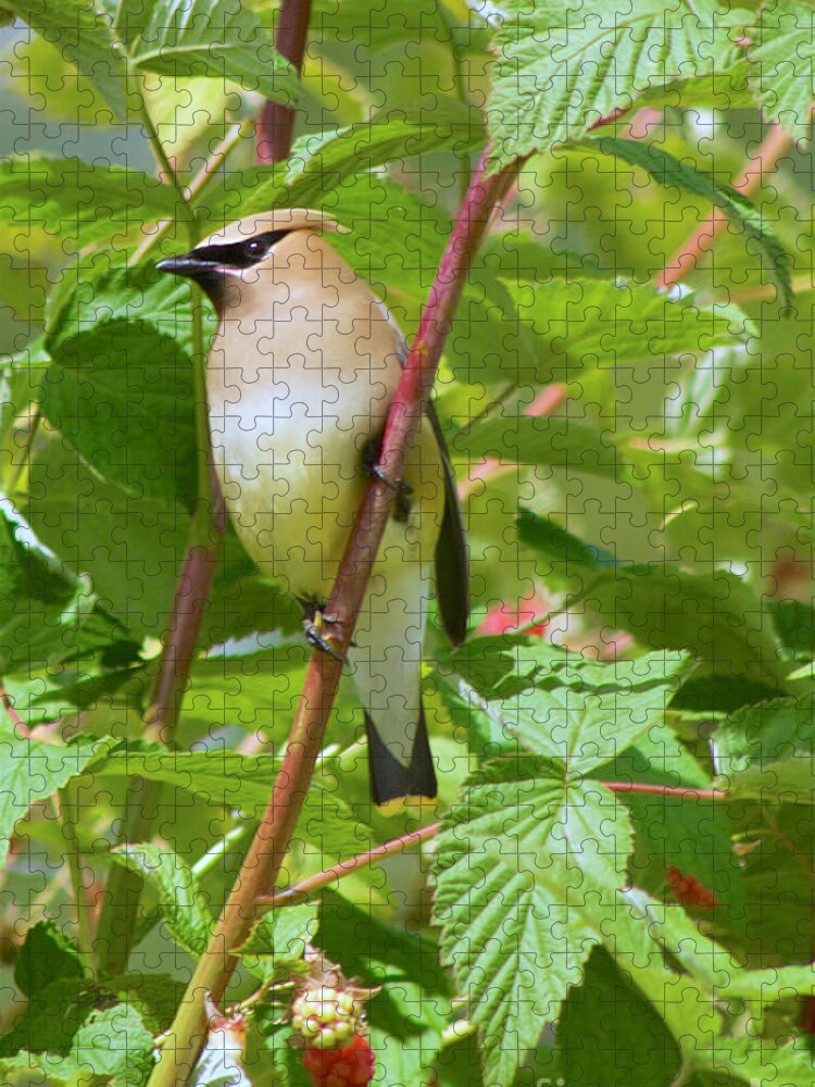 Photography Jigsaw Puzzle featuring the photograph Cedar Waxwing #2 by Sean Griffin
