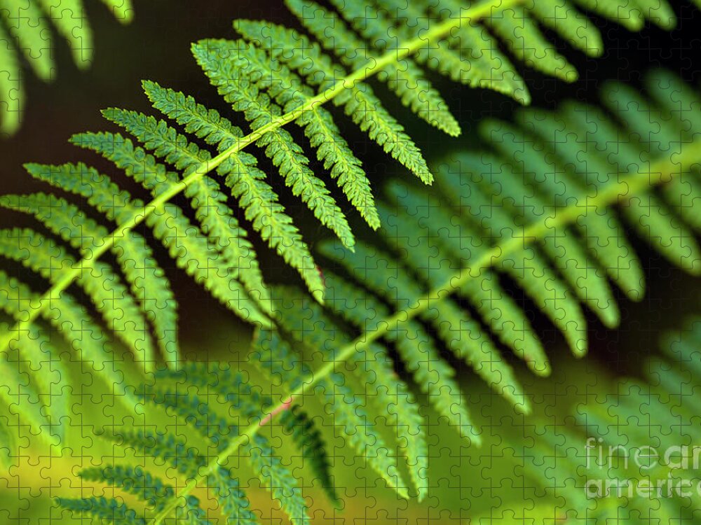 Forest Setting Jigsaw Puzzle featuring the photograph Close-up of Ferns #1 by Jim Corwin