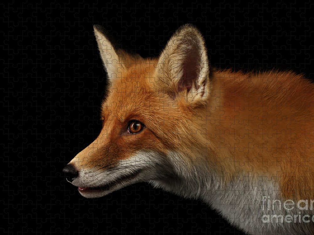 Fox Jigsaw Puzzle featuring the photograph Closeup Portrait of Red Fox in Profile Isolated on black by Sergey Taran