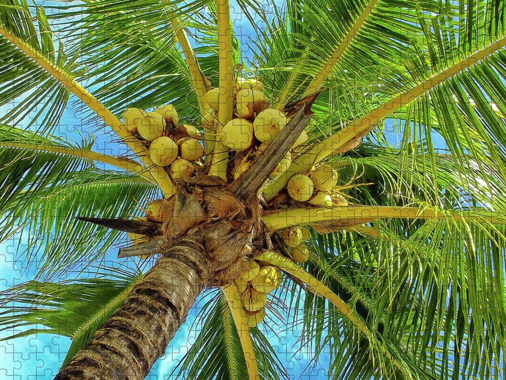 Coconuts Jigsaw Puzzle featuring the photograph Coconuts in Tree #1 by Bill Barber