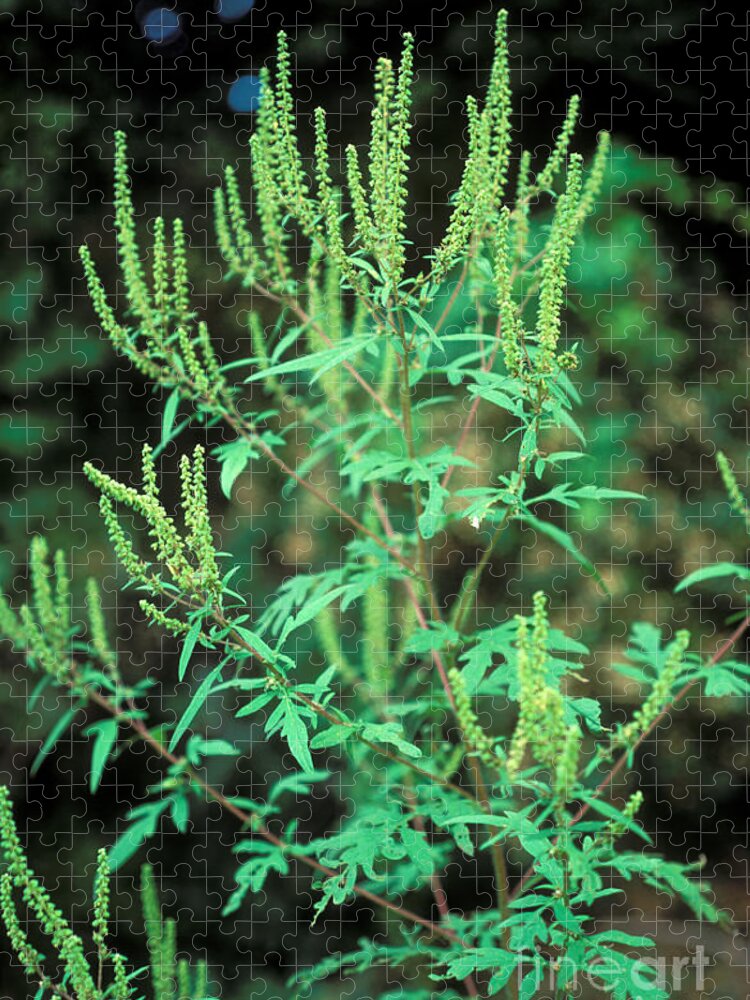 Plant Jigsaw Puzzle featuring the photograph Common Ragweed In Flower by John Kaprielian