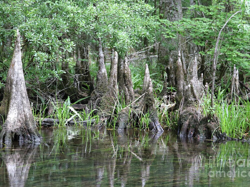 Swamps Jigsaw Puzzle featuring the photograph Cypress Knees #1 by Carol Groenen