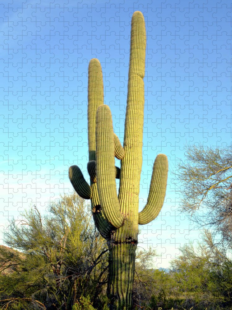 Barbara Snyder Jigsaw Puzzle featuring the photograph Desert Giant #1 by Barbara Snyder