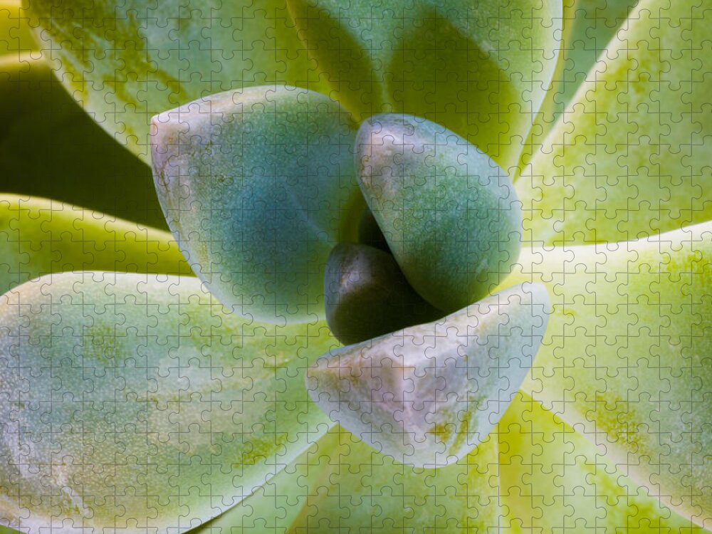 Beautiful Jigsaw Puzzle featuring the photograph Blue Pearl Plant by Raul Rodriguez