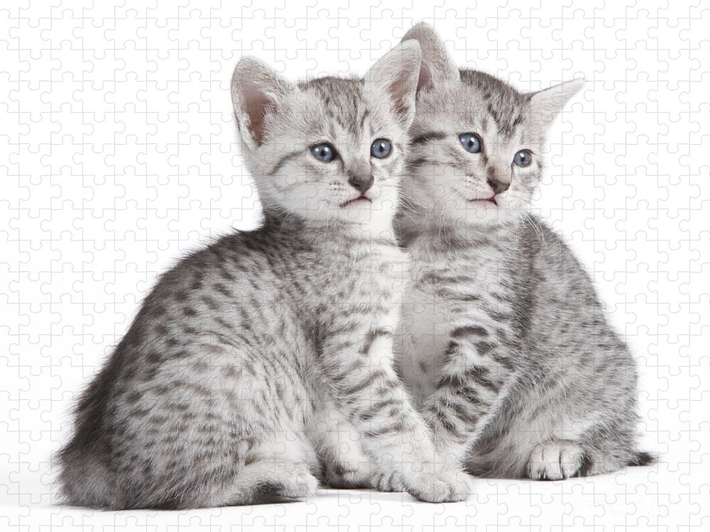 https://render.fineartamerica.com/images/rendered/default/flat/puzzle/images/artworkimages/medium/1/1-egyptian-mau-kittens-jean-michel-labat.jpg?&targetx=0&targety=-17&imagewidth=1000&imageheight=784&modelwidth=1000&modelheight=750&backgroundcolor=FCFDFB&orientation=0&producttype=puzzle-18-24&brightness=756&v=6
