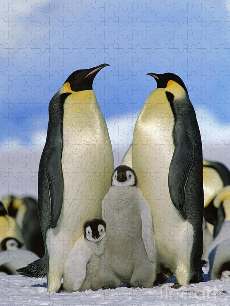 Mp Jigsaw Puzzle featuring the photograph Emperor Penguin Family by Konrad Wothe