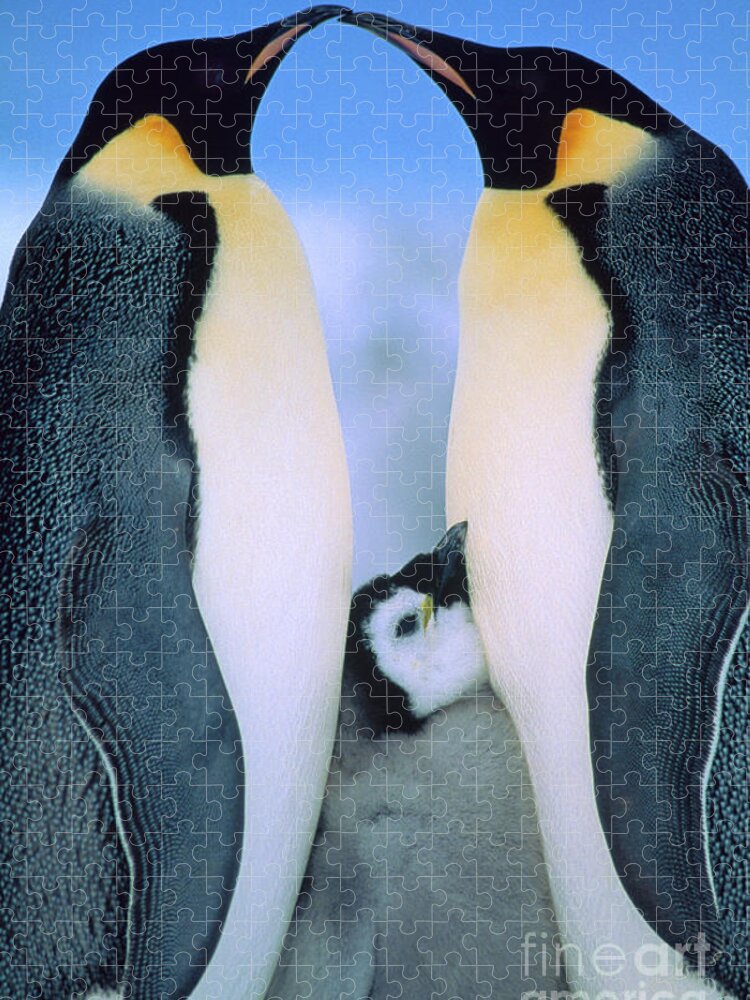 00140141 Jigsaw Puzzle featuring the photograph Emperor Penguin Family #1 by Tui de Roy