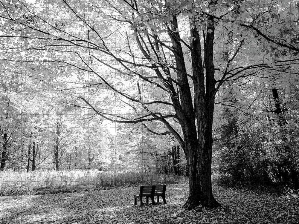 Bench Jigsaw Puzzle featuring the photograph Empty Bench #1 by David Stasiak