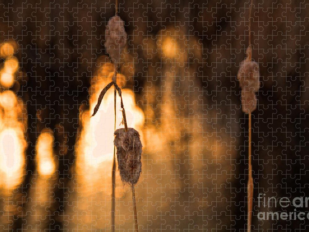 Cattail Print Jigsaw Puzzle featuring the photograph Fire on the Water #1 by Jim Garrison