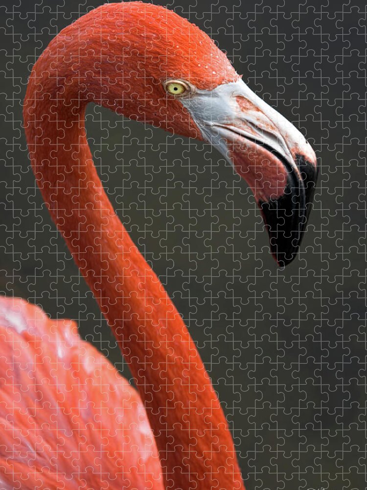 Flamingo Jigsaw Puzzle featuring the photograph Flamingo by Christopher Holmes