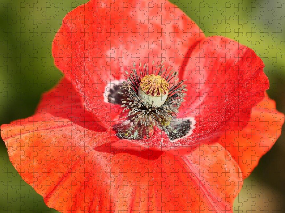 Mccombie Jigsaw Puzzle featuring the photograph Flanders Poppy #5 by J McCombie