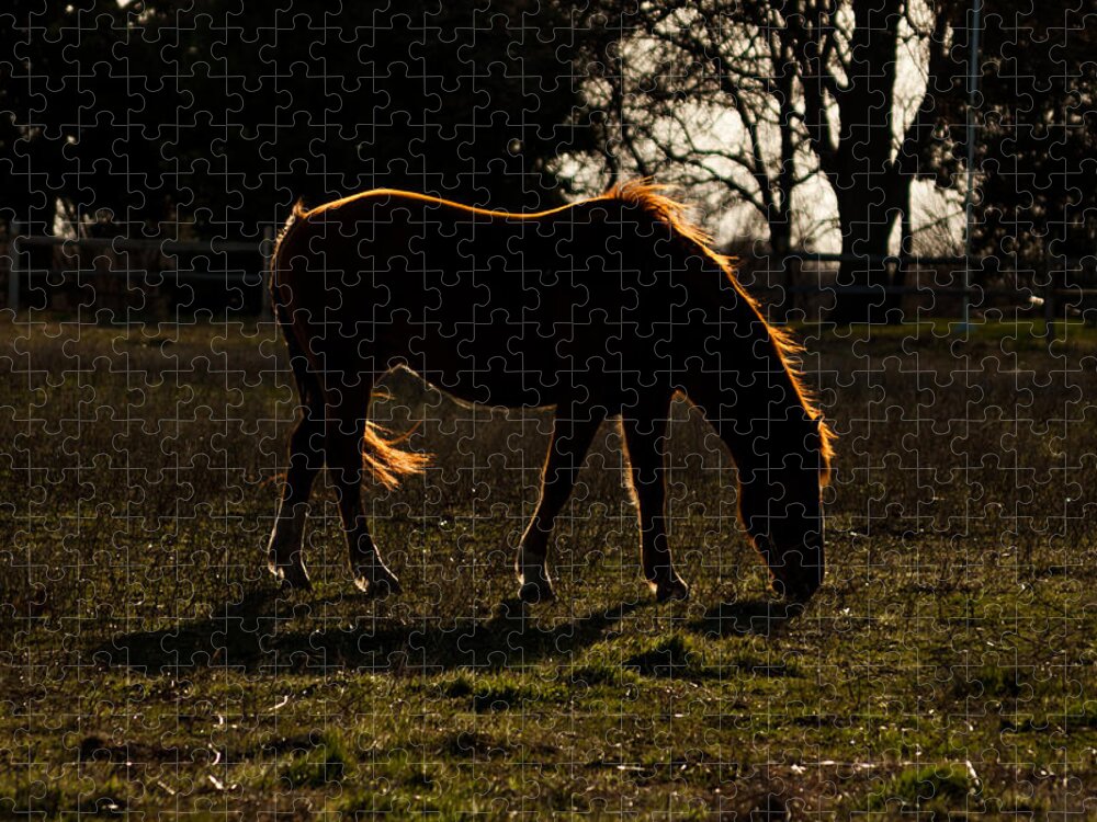 Jay Stockhaus Jigsaw Puzzle featuring the photograph Glowing #1 by Jay Stockhaus