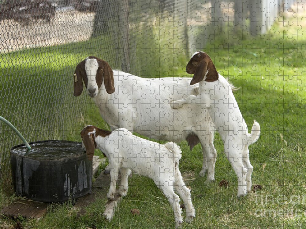 Boer Goat Jigsaw Puzzle featuring the photograph Goat With Kids #1 by Inga Spence