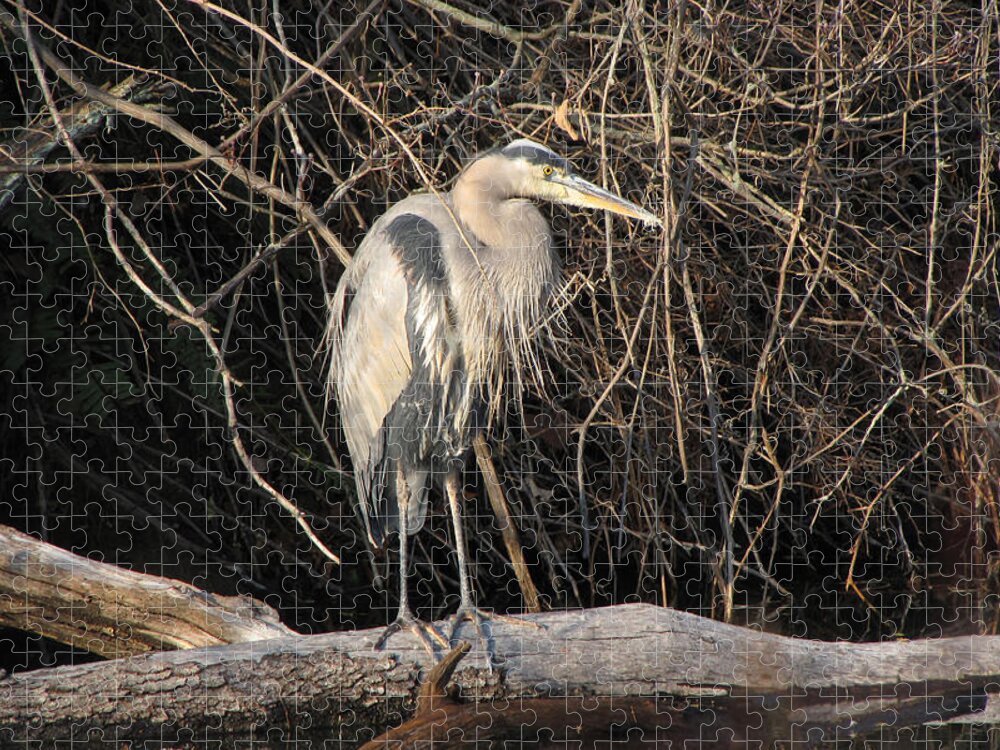 Animal Jigsaw Puzzle featuring the photograph Great Blue Heron by Ann Bridges