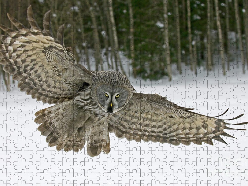 70007700 Jigsaw Puzzle featuring the photograph Great Gray Owl Flying #2 by Jan Vermeer