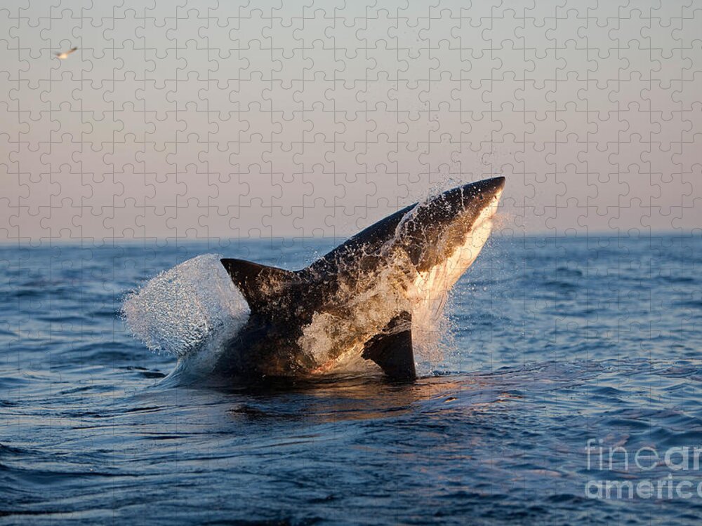 Adult Jigsaw Puzzle featuring the photograph Great White Shark Carcharodon Carcharias #1 by Gerard Lacz