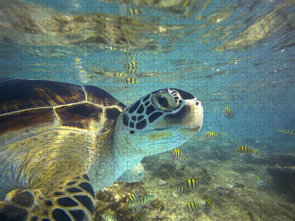 00451417 Puzzle featuring the photograph Green Sea Turtle Balicasag Island by Tim Fitzharris