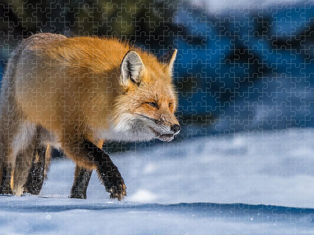 Red Fox Jigsaw Puzzle featuring the photograph Handsome Mr. Fox by Yeates Photography