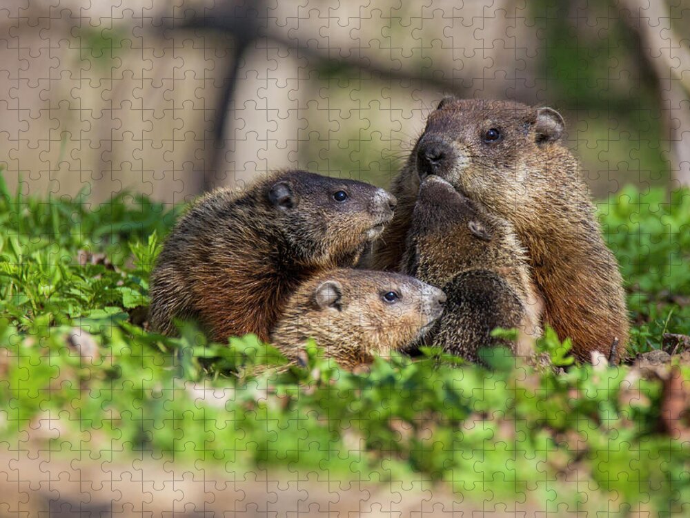 Groundhog Jigsaw Puzzle featuring the photograph Happy Family #2 by Mircea Costina Photography