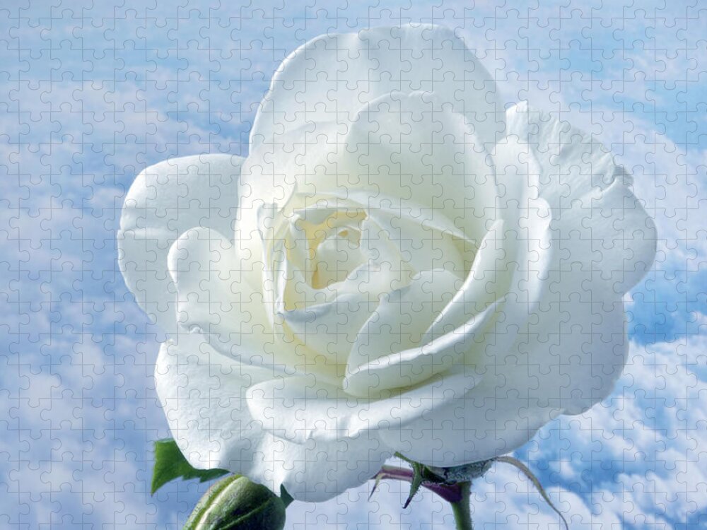Rose Jigsaw Puzzle featuring the photograph Heavenly White Rose. by Terence Davis