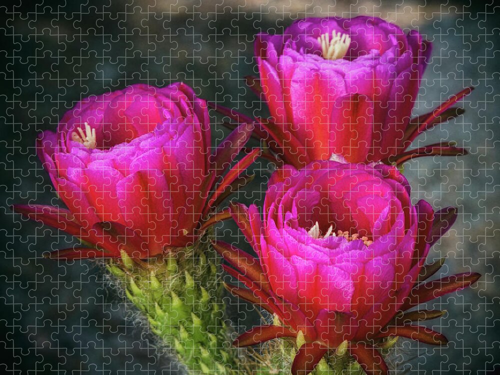 Hot Pink Torch Cactus Jigsaw Puzzle featuring the photograph Hot PINK #1 by Saija Lehtonen