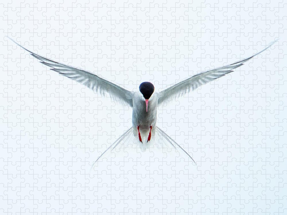 Flying Arctic Tern Jigsaw Puzzle featuring the photograph Hovering Tern by Torbjorn Swenelius