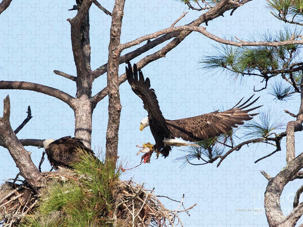 Eagles Jigsaw Puzzle featuring the photograph Incoming Food #2 by Deborah Benoit