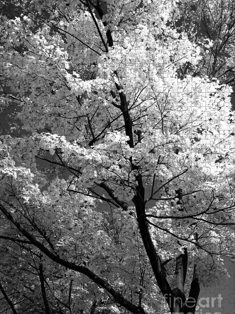 Tree Jigsaw Puzzle featuring the photograph Infrared tree pic #1 by Heiko Koehrer-Wagner