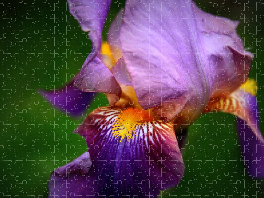 Iris Jigsaw Puzzle featuring the photograph Iris Abstract #2 by Jessica Jenney