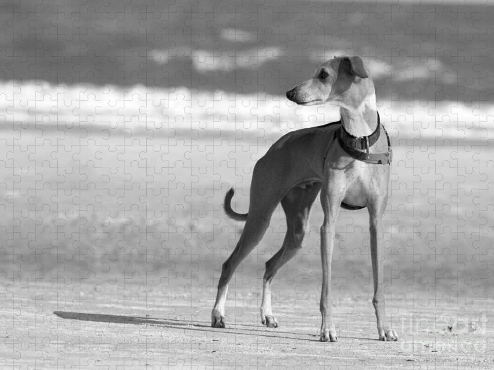 Black And White Jigsaw Puzzle featuring the photograph Italian Greyhound on the Beach in Black and White #2 by Angela Rath