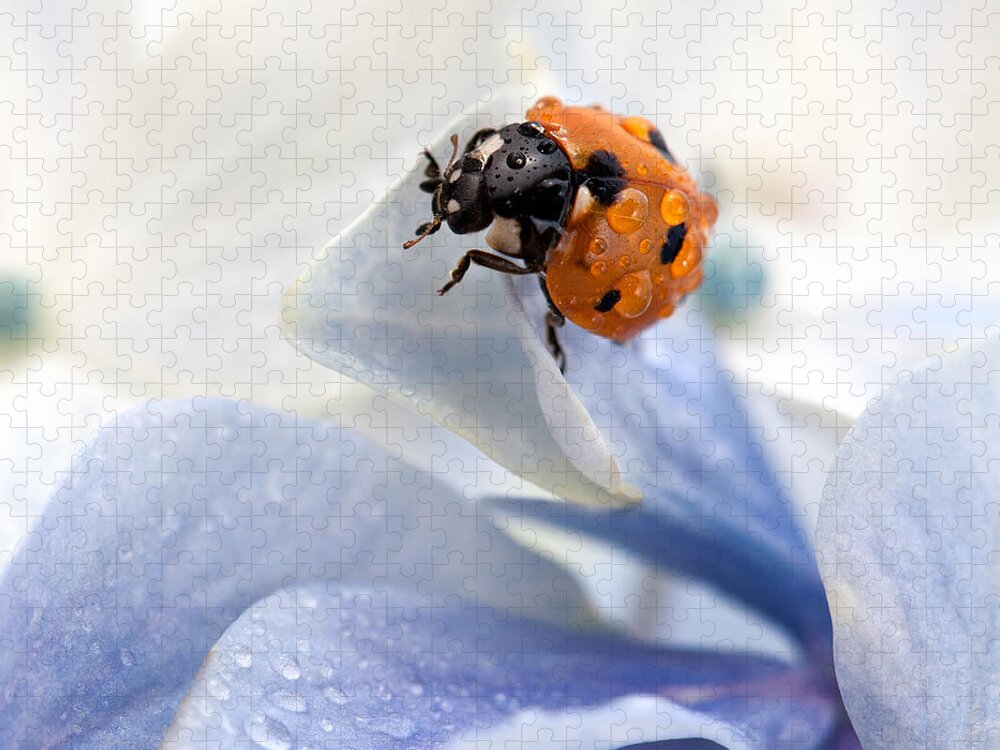 Ladybug Jigsaw Puzzle featuring the photograph Ladybug by Nailia Schwarz