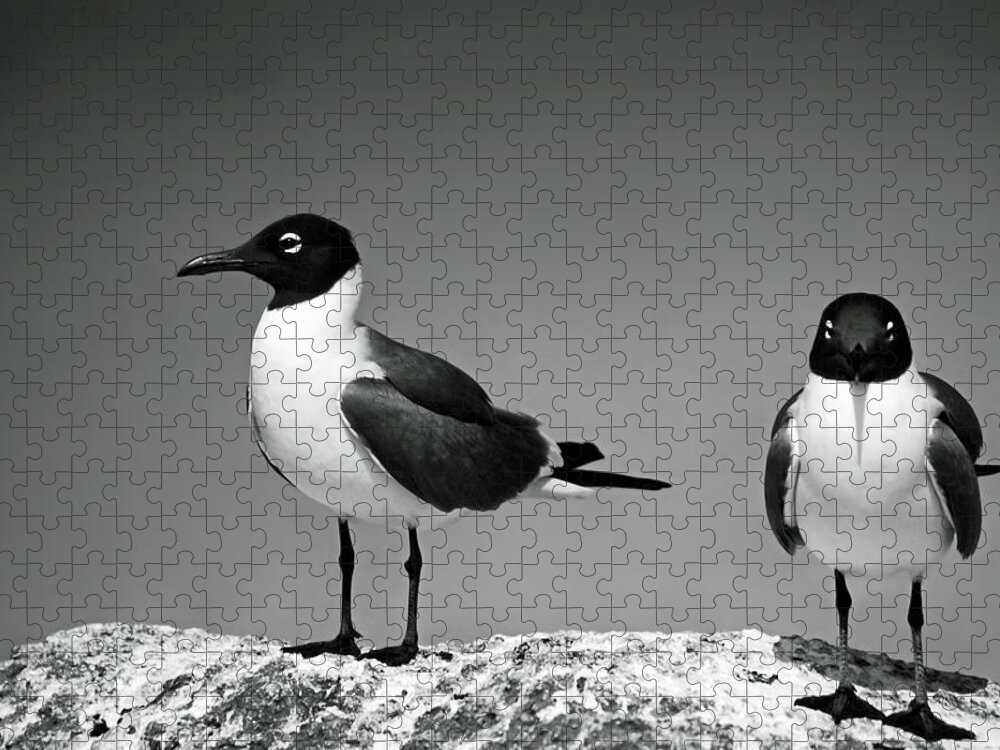 2 Laughing Gulls Jigsaw Puzzle featuring the photograph Laughing Gulls by Sally Weigand