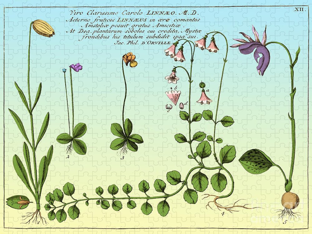 Historic Jigsaw Puzzle featuring the photograph Linnaea Borealis, Linnaeuss Favorite #2 by Science Source