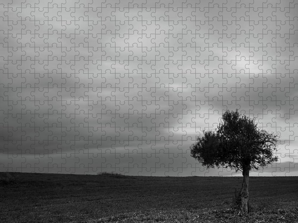 Olive Tree Jigsaw Puzzle featuring the photograph Lonely Olive tree in a green field and moving clouds #1 by Michalakis Ppalis
