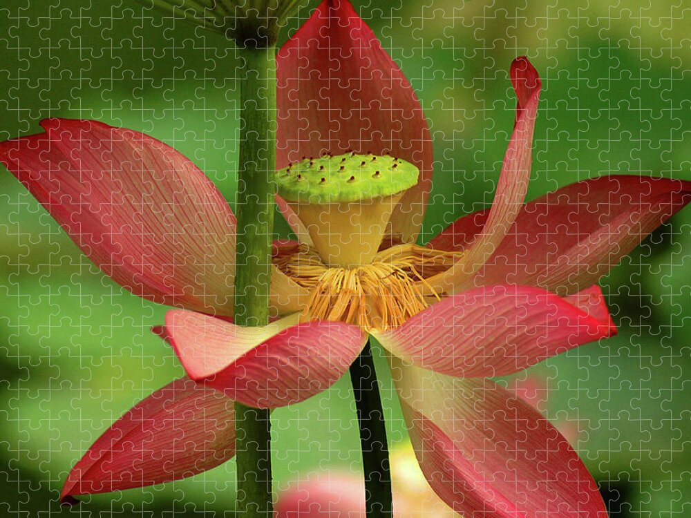 Lotus Jigsaw Puzzle featuring the photograph Lotus Flower #1 by Harry Spitz