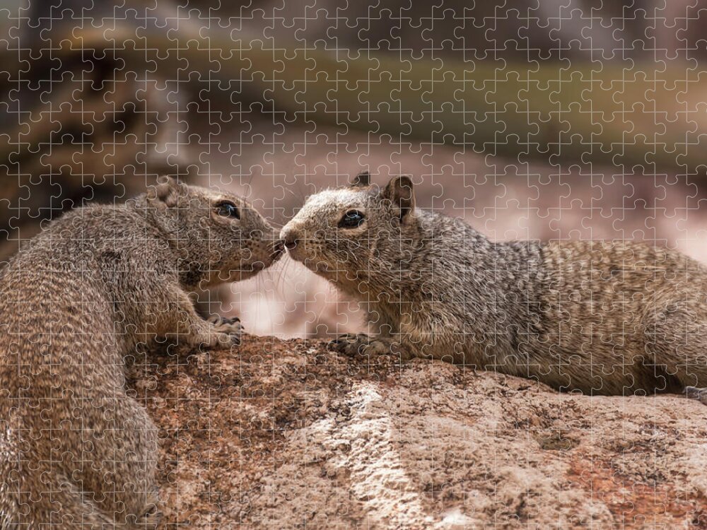 Rock Squirrels Jigsaw Puzzle featuring the photograph Love Is In The Air #2 by Saija Lehtonen