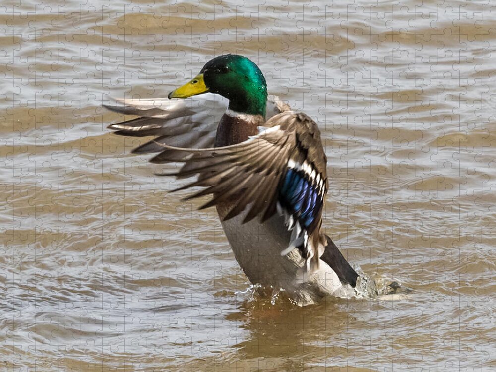 Male Jigsaw Puzzle featuring the photograph Male Mallard by Holden The Moment
