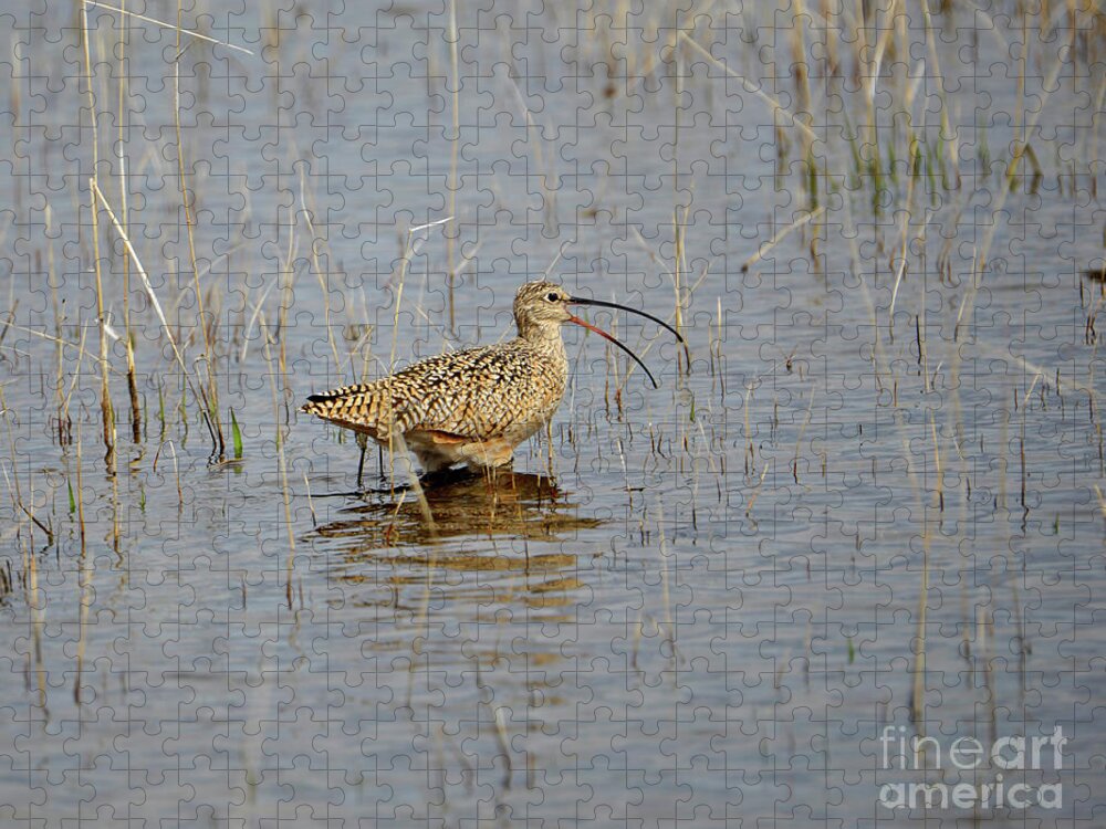Denise Bruchman Jigsaw Puzzle featuring the photograph Malheur Curlew #1 by Denise Bruchman