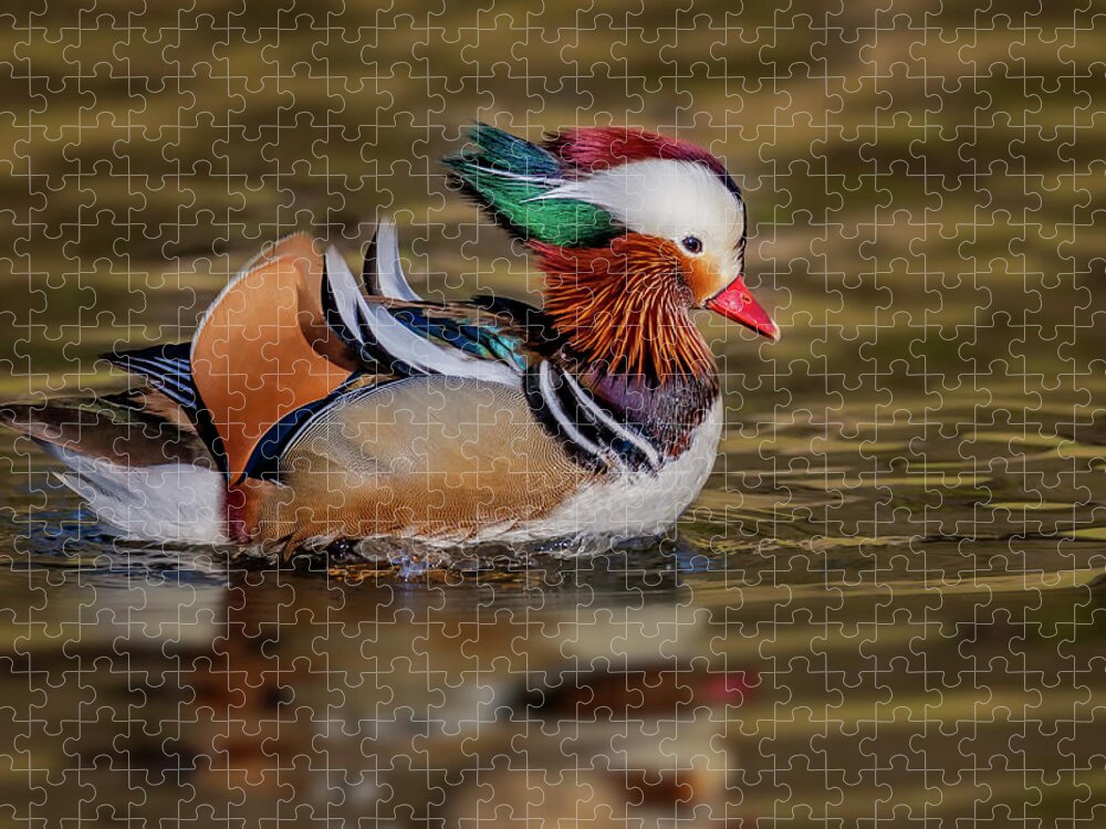 Mandarin Duck Jigsaw Puzzle featuring the photograph Mandarin Duck #2 by Susan Candelario