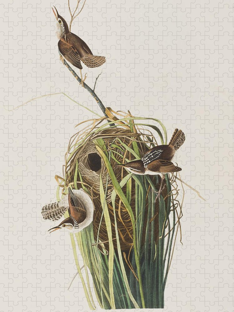 Nest Jigsaw Puzzle featuring the painting Marsh Wren by John James Audubon